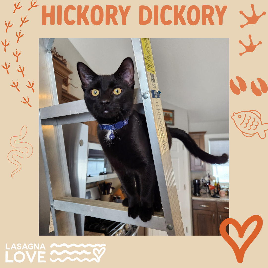 Hickory Dickory - Stephanie (1)