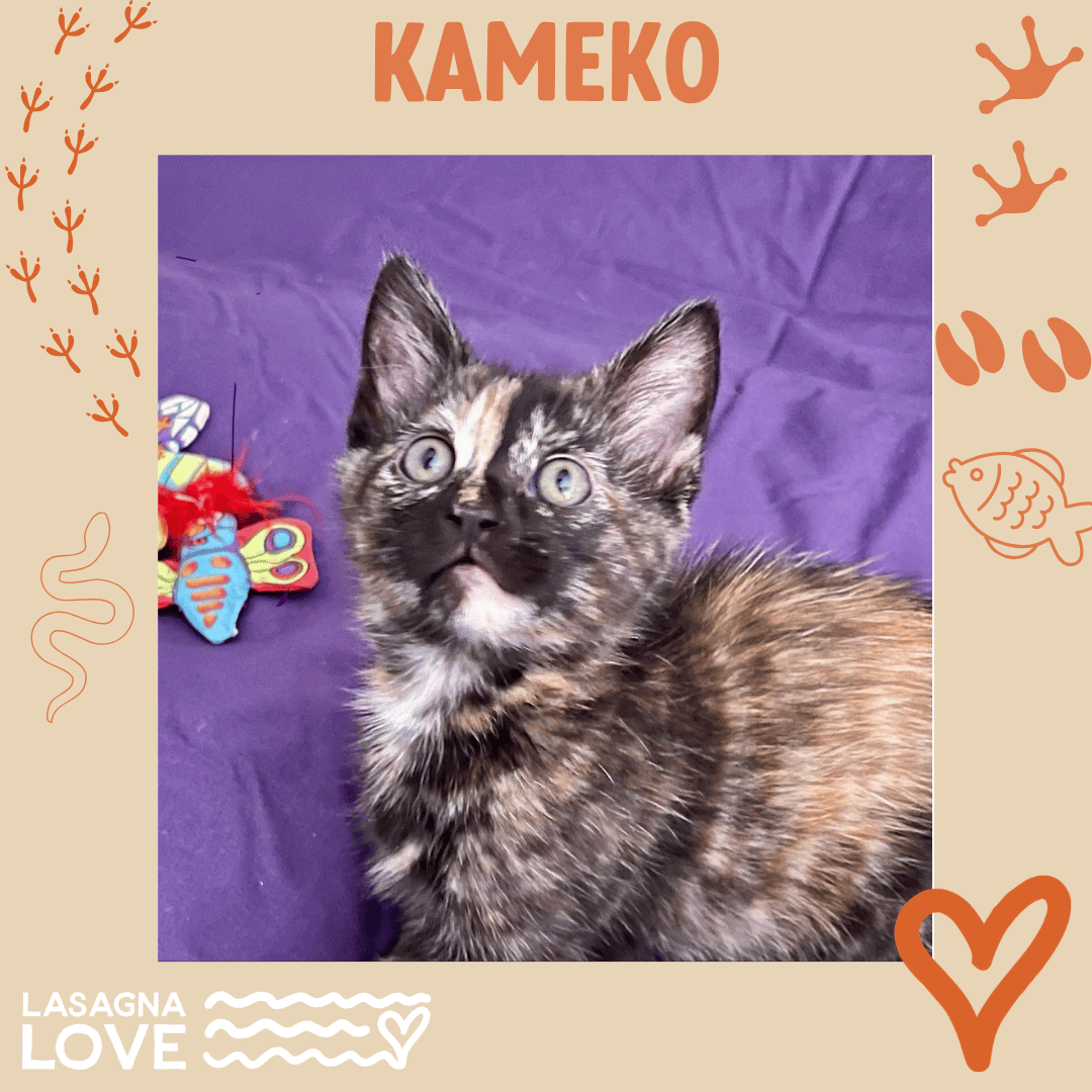 Kameko - Donna