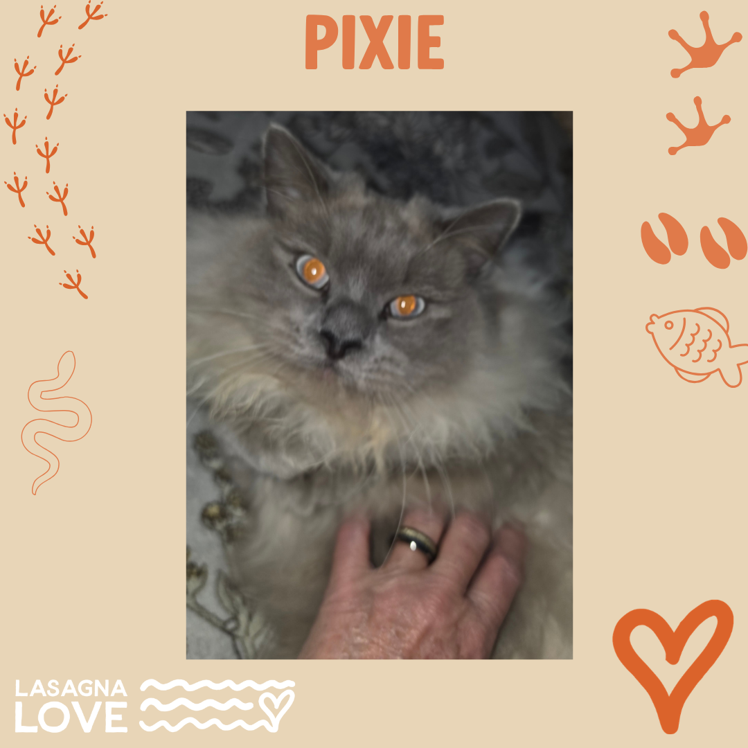 Pixie - Tracy